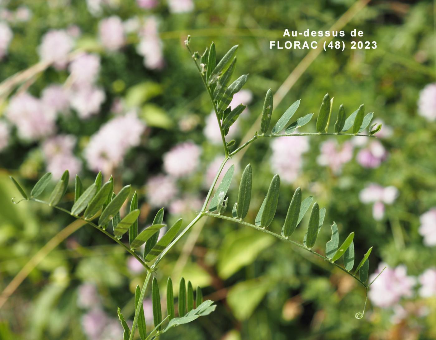 Vetch, Crown leaf